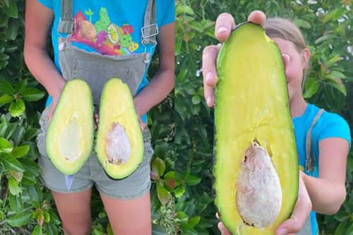 Choáng với những quả bơ siêu to khổng lồ: 1 quả xay sinh tố cho cả xóm uống