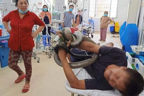 Sức khỏe người đàn ông bị rắn hổ mang chúa cắn khá hơn, tình trạng nhiễm độc giảm