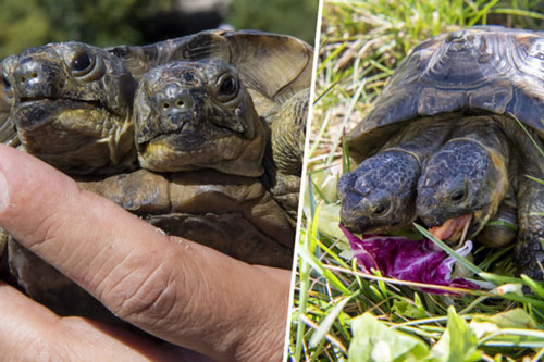 Rùa hai đầu sống lâu nhất thế giới sắp bước sang tuổi 23