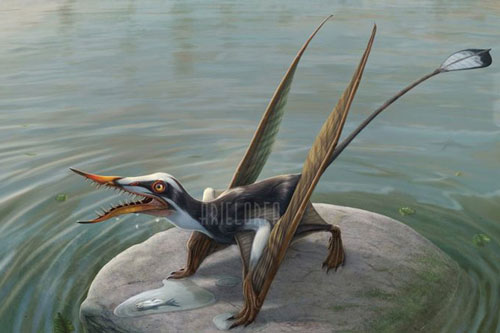 Rhamphorhynchus: Loài thằn lằn bay "tí hon" sở hữu hàm răng của tử thần