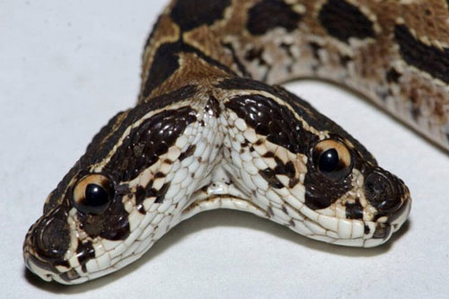 'Tứ đại rắn độc' Ấn Độ sinh con hai đầu