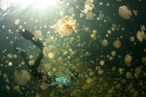 Hồ sứa khổng lồ là địa điểm yêu thích của các thợ lặn trên toàn thế giới.