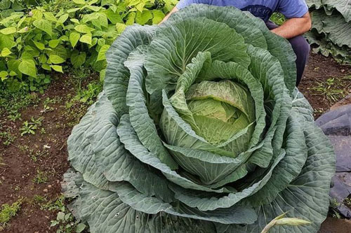 'Choáng ngợp' trước những thứ khổng lồ bất thường