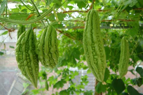 Bài thuốc đơn giản chữa bệnh gan nhiễm mỡ