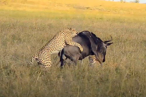 CLIP: Linh dương đầu bò quyết chiến với hai con báo săn để giành sự sống