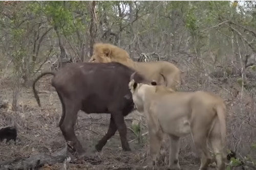 CLIP: Chống trả quyết liệt, trâu rừng vẫn không thoát khỏi nanh vuốt của đàn sư tử