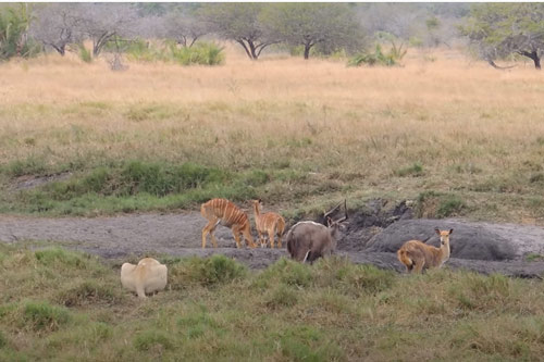CLIP: Thoáng chốc mất cảnh giác, linh dương Nyala phải "trả giá đắt"
