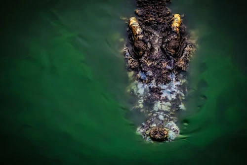 Tìm thấy thi thể nạn nhân trong dạ dày con cá sấu nước mặn dài 4 m