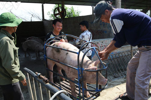 Giá lợn hơi lao dốc mạnh, người chăn nuôi vừa tái đàn đã thua lỗ nặng