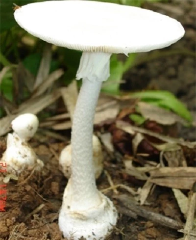 Nấm độc tán trắng (Amanita verna)