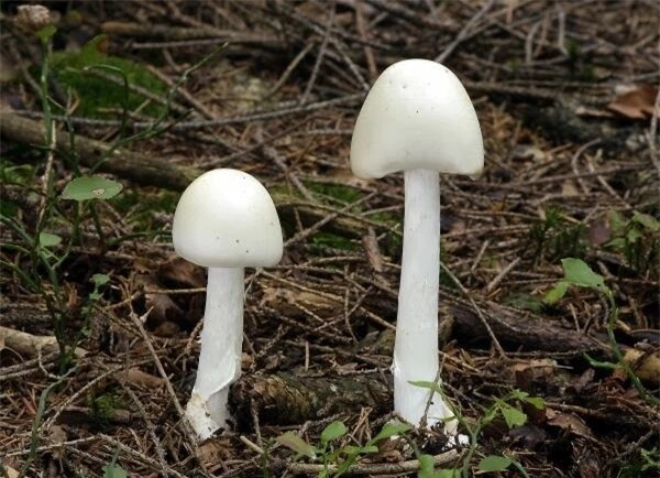 Nấm độc trắng hình nón (Amanita virosa)