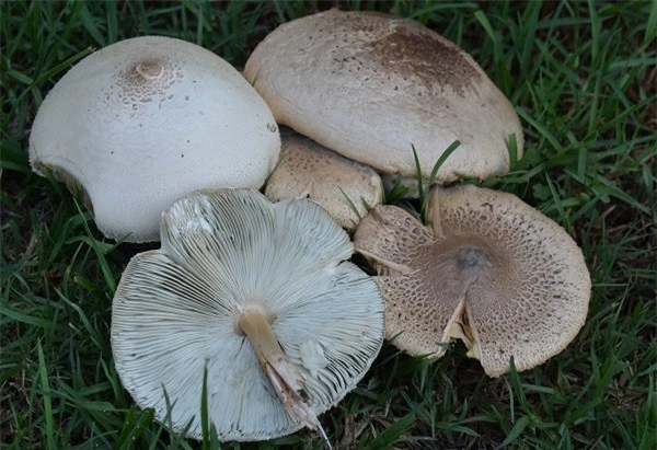 Nấm ô tán trắng phiến xanh (Chlorophyllum molybdites)