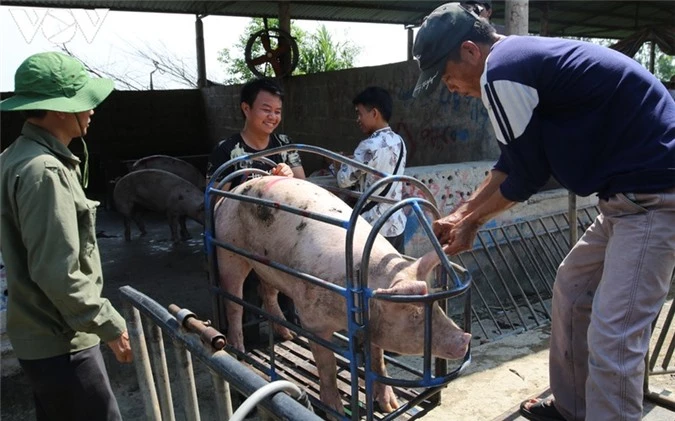 gia lon hoi lao doc manh, nguoi chan nuoi vua tai dan da thua lo nang hinh 1