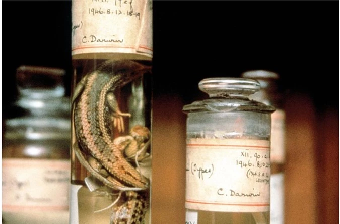 Các mẫu vật được Darwin mang về từ hải trình. Trong ảnh là tắc kè được bảo quản và trưng bày ở Bảo tàng lịch sử tự nhiên London.