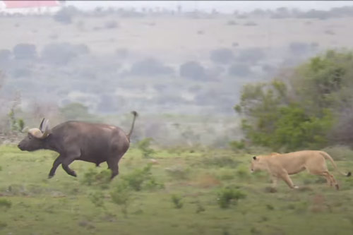 CLIP: Đàn trâu rừng đối đầu hai con sư tử, kết cục sẽ ra sao? 