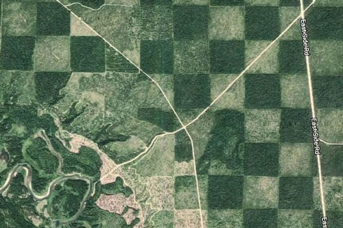 Độc đáo cánh rừng có hình bàn cờ