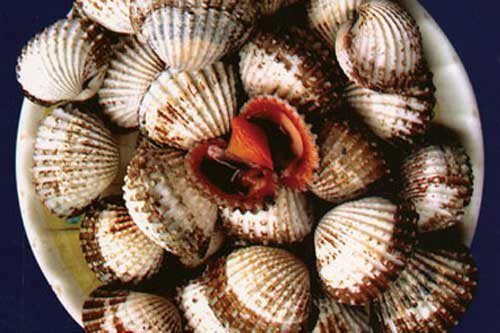 Cách chọn mua và làm sạch bùn cát ở ngao, sò, ốc, hến