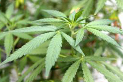 Sử dụng cần sa trong thai kỳ có thể gây ra chứng tự kỷ ở trẻ sơ sinh