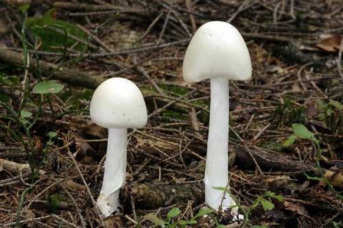 Dấu hiệu nhận diện nấm độc, ai cũng cần biết để tránh