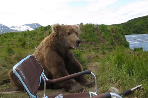 Cần thủ sợ ‘mất mật’ vì gấu xám khổng lồ ‘muốn làm bạn câu’