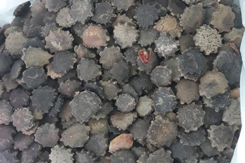 Bất ngờ với lợi ích chữa bệnh của hạt gấc