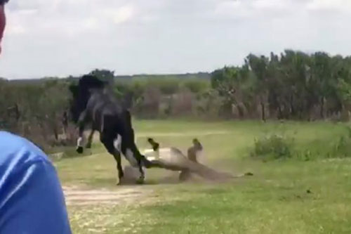 Ngựa hoang ‘chơi dại’, suýt trở thành miếng mồi ngon cho cá sấu