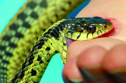 Rắn độc nửa đêm bò vào nhà cắn người đang ngủ