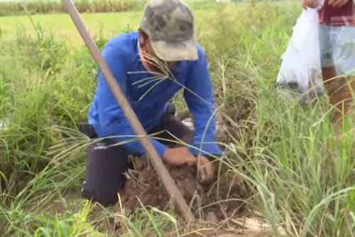 Đồng Tháp: 'Hốt bạc' với nghề săn chuột trên các cánh đồng chờ lũ
