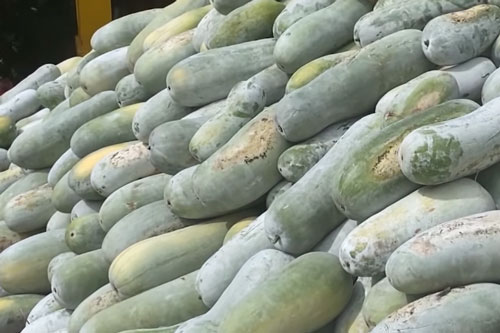 Hậu Giang: 'Đổi đời' nhờ trồng bí đao 'khủng'