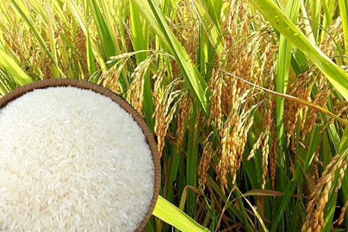 Lúa, gạo ở ĐBSCL cùng tăng giá vào cuối vụ