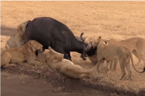 CLIP: Cố gắng vùng vẫy, trâu rừng vẫn không thoát khỏi nanh vuốt của 10 con sư tử khát máu