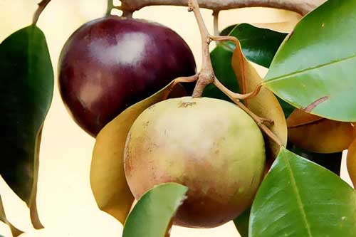 Công dụng 'hô biến' của trái vú sữa trong việc làm đẹp, không phải ai cũng biết