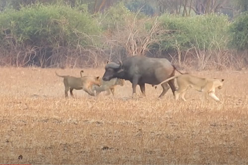 CLIP: Một mình trâu rừng đực "cân" 4 con sư tử