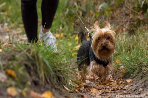 Quy định buộc người dân dắt chó đi dạo 2 lần mỗi ngày tại Đức. Ảnh: DW.