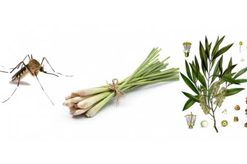 Mẹo đuổi muỗi trong mùa hè đơn giản, hiệu quả