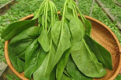 Đọc xong 7 lý do này, bạn sẽ mua và ăn rau cải bó xôi thường xuyên ngay lập tức