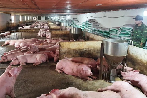 Theo tính toán của Bộ NN&PTNT, người chăn nuôi vẫn có lãi khoảng hơn 10.000 đồng/kg lợn hơi giai đoạn này - Ảnh: VGP/Đỗ Hương.