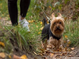 Tranh cãi về quy định buộc người dân dắt chó đi dạo 2 lần mỗi ngày tại Đức