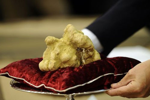 Những món ăn xa xỉ nhất hành tinh: Loại nấm được ví là “kim cương đen” chỉ giới siêu giàu mới có cơ hội “nếm”