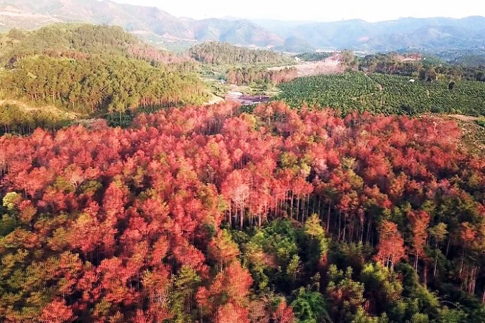 Gần 10ha rừng thông bị đầu độc, hủy hoại tại xã Tân Thanh, huyện Lâm Hà. (Ảnh: internet).