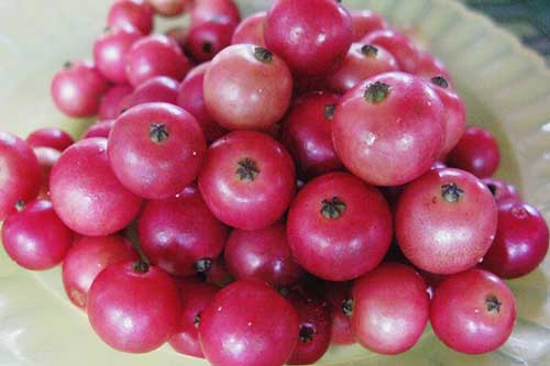 Đây chính là "thần dược" ngừa ung thư giúp bạn cả đời không mắc bệnh tim mạch mà ai cũng đang ném bỏ