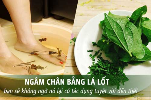 Lấy lá lốt ngâm với nước này, chân đau nhức đến mấy chỉ cần bôi vài lần là đỡ