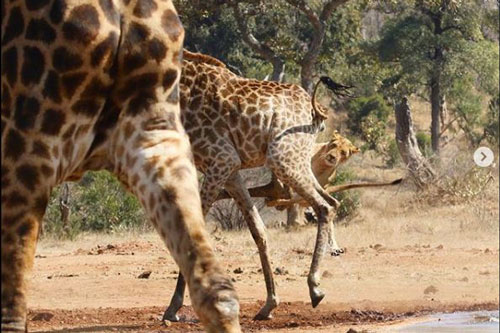 Hươu cao cổ tung cú đá ‘trời giáng’ khiến sư tử choáng váng