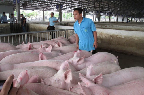Giá lợn hơi giảm do dịch COVID-19 quay trở lại khiến sức tiêu thụ giảm. (Ảnh: NLĐ)