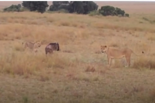 CLIP: Hai con sư tử "hành hạ" linh dương đầu bò trước khi ăn thịt