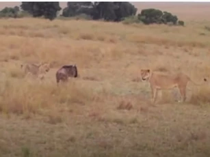 CLIP: Hai con sư tử "hành hạ" linh dương đầu bò trước khi ăn thịt