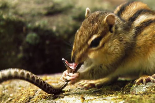 ‘Choáng váng’ trước cảnh sóc chuột giết và ăn thịt rắn độc