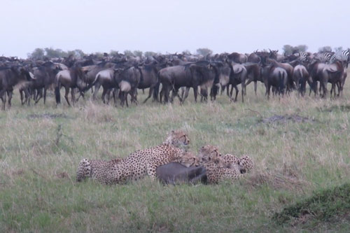 CLIP: Linh dương đầu bò chết thảm dưới nanh vuốt của 5 con báo săn