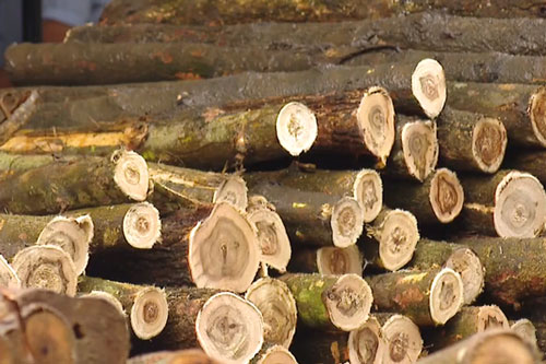 Giá bán gỗ nguyên liệu xuống thấp kỷ lục