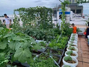Mẹ 3 con làm vườn rau sân thượng với 100 can nhựa